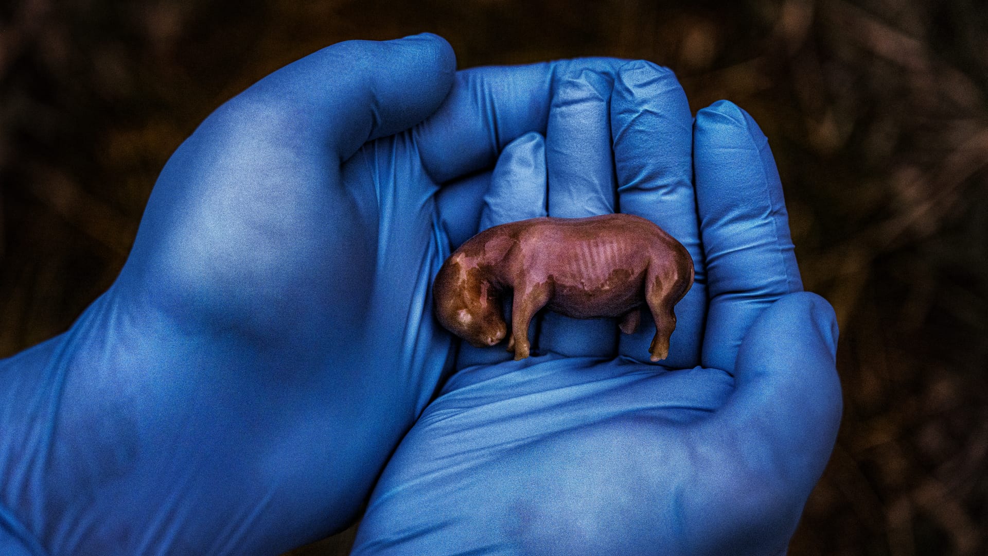 national-geographic-pictures-of-the-year